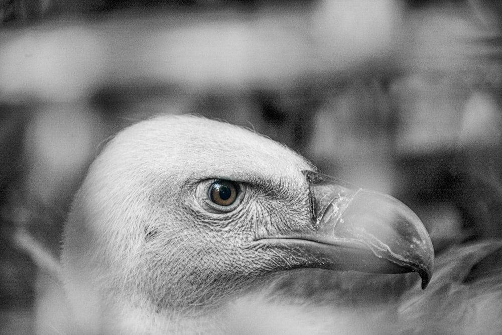 a close up of a bird with a blurry background