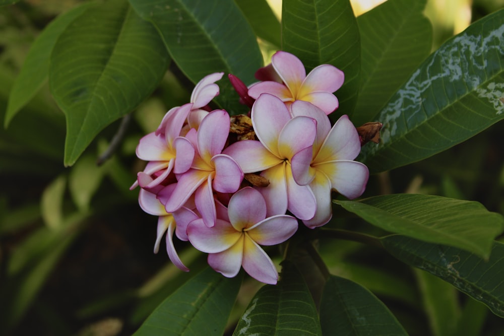 a bunch of pink and yellow flowers on a tree