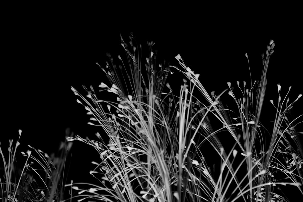 une photo en noir et blanc d’herbes hautes