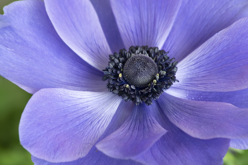 a close up of a blue flower with a black center