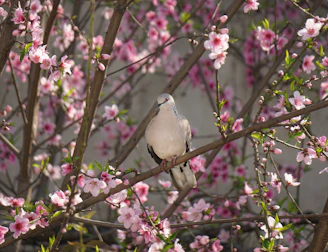 A peaceful scene of a dove flying over a calm sea at sunrise, representing hope and renewal.