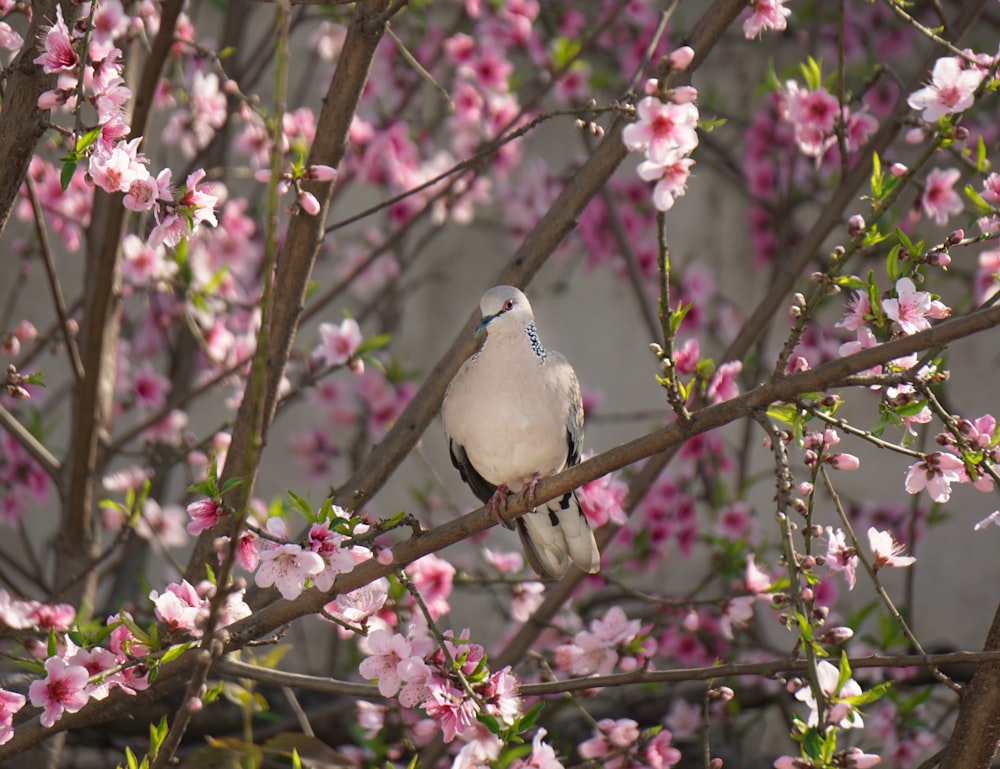 a bird sitting on a branch of a tree