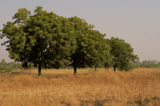 a couple acacia trees that are in the grass