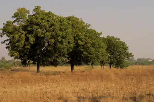 a couple acacia trees that are in the grass