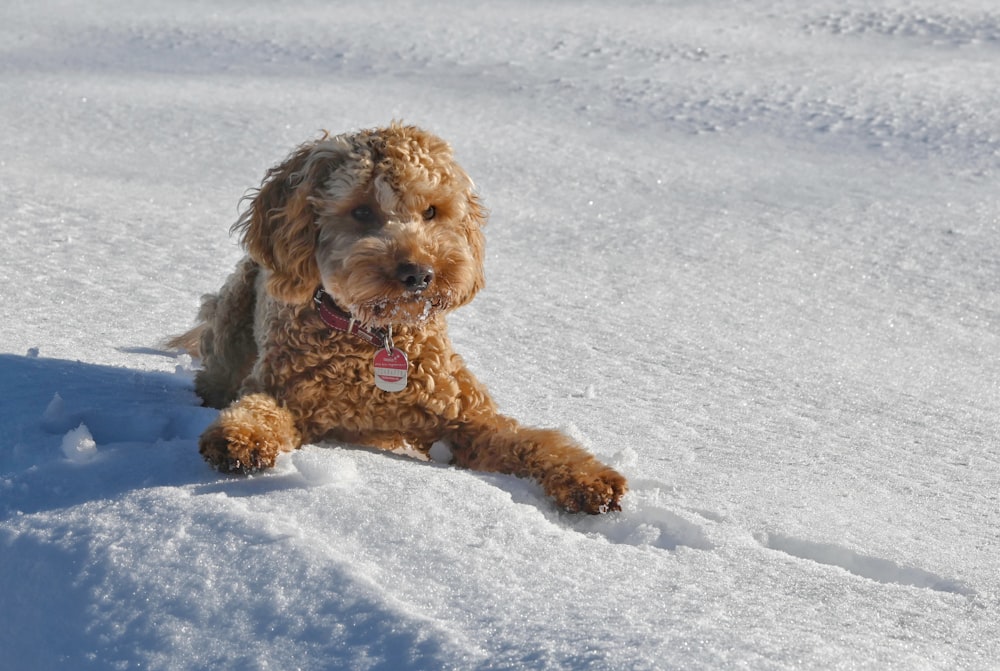 a brown dog sitting in the snow on a sunny day