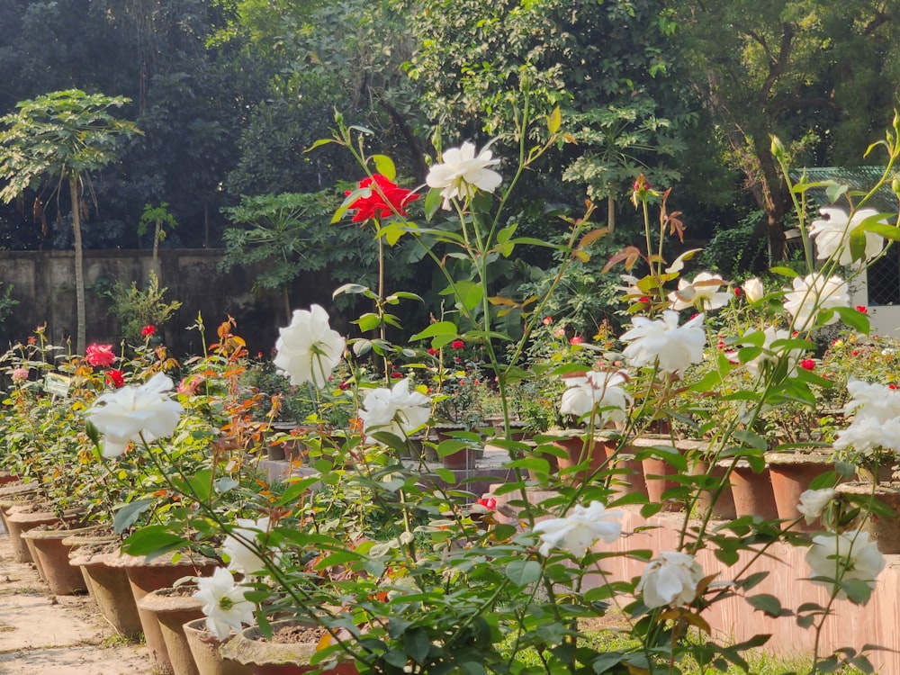 a garden filled with lots of white and red flowers