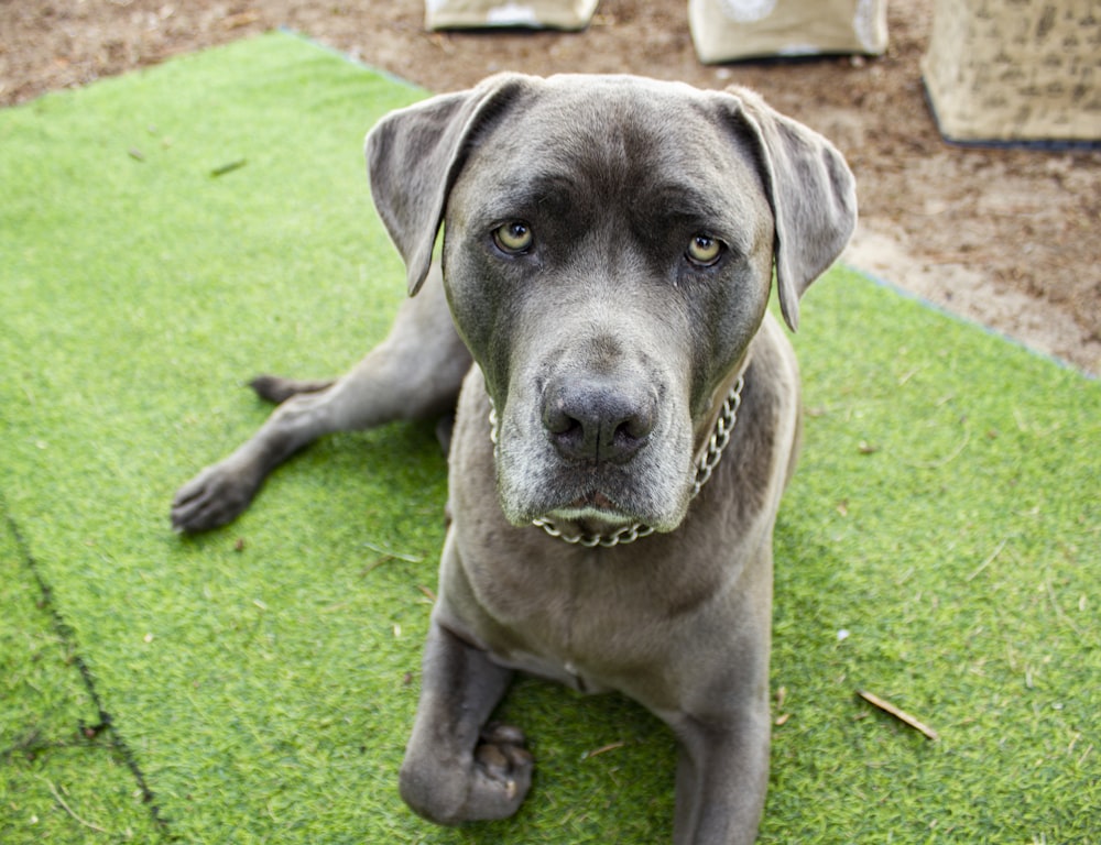 a large gray dog laying on top of a lush green field