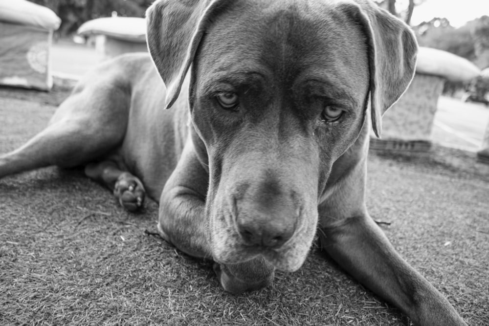 a black and white photo of a dog laying on the ground