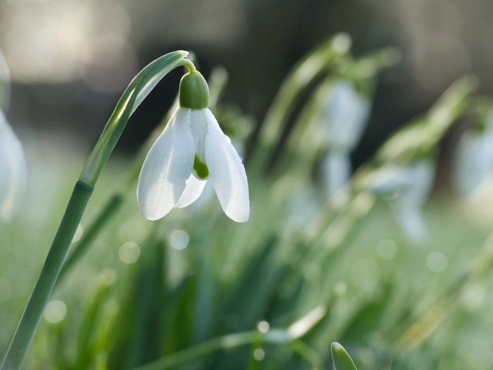 a close up of some white flowers in the grass