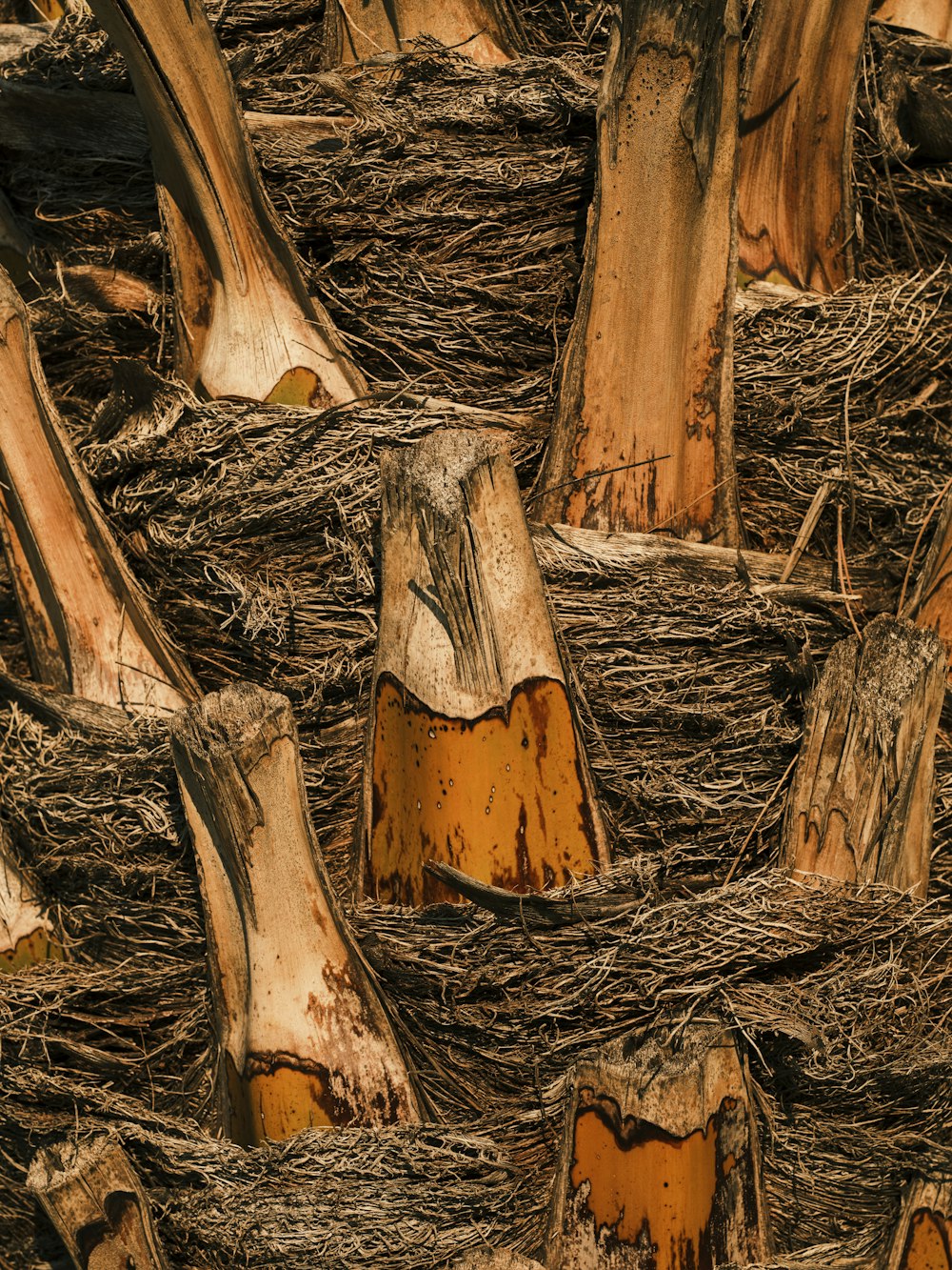 a group of trees that have been cut down