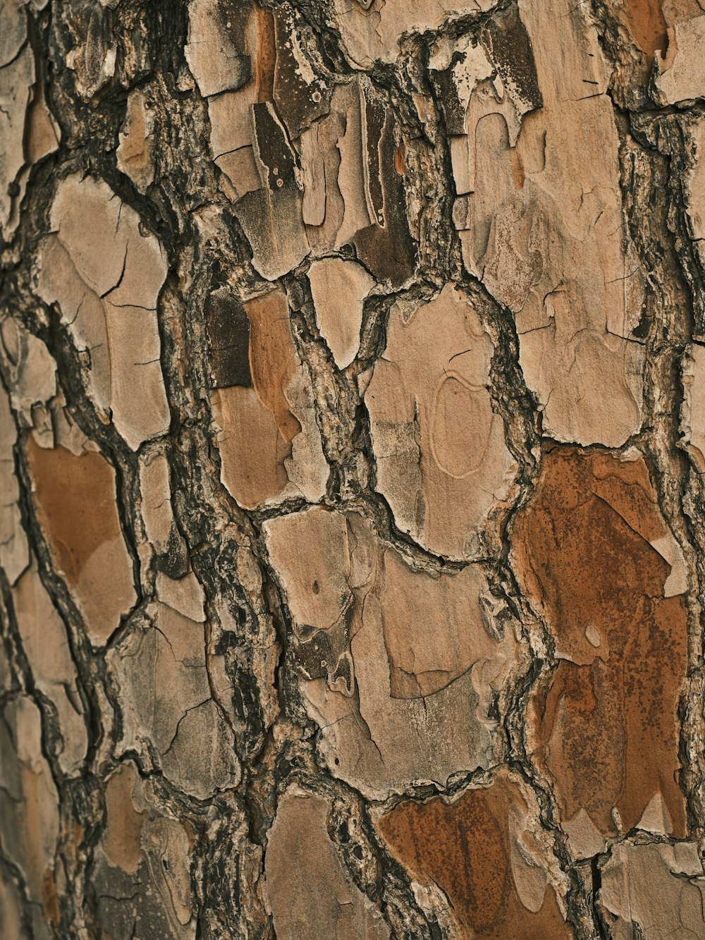 a close up of the bark of a tree