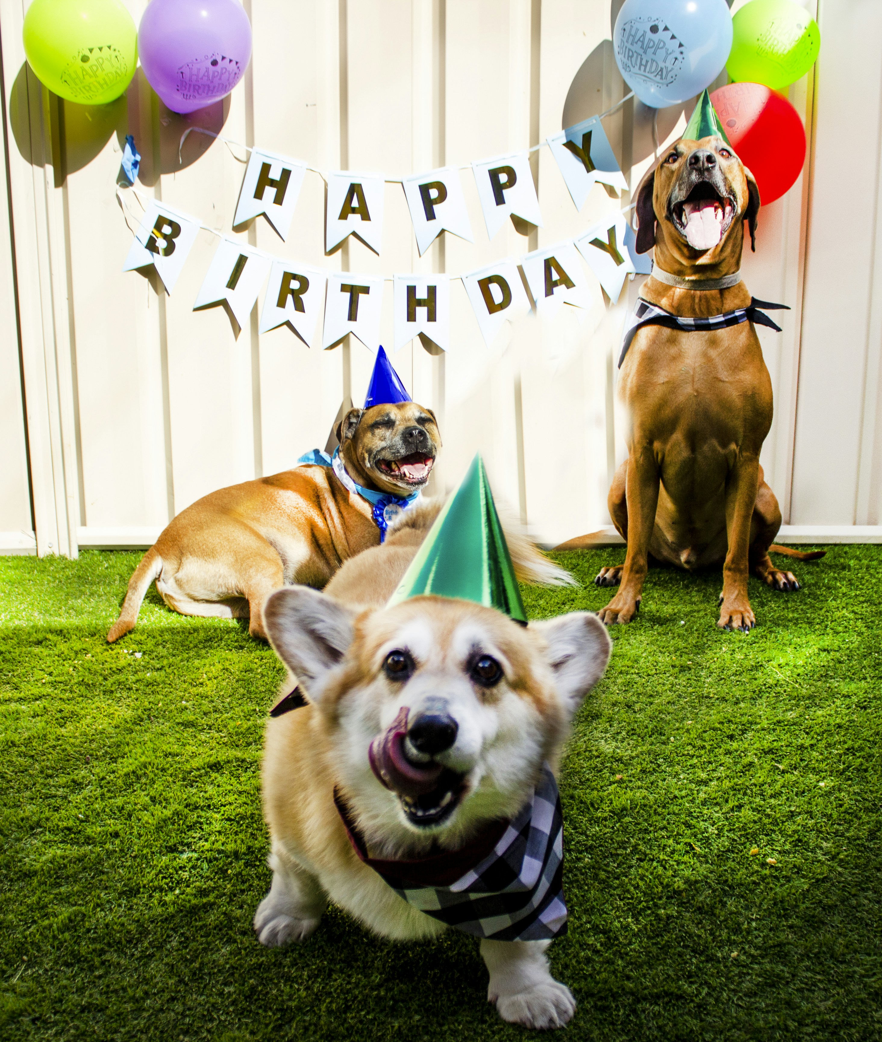 Imágenes de Cumpleaños De Perro | Descarga imágenes gratuitas en Unsplash, image size:3000x3541