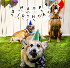 two dogs sitting in the grass with a birthday hat on