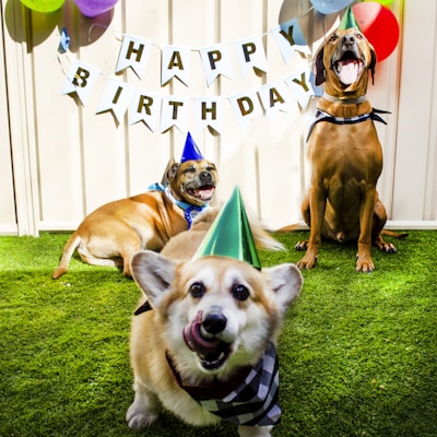 two dogs sitting in the grass with a birthday hat on