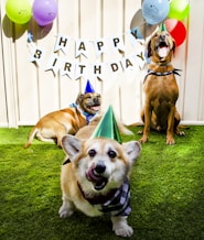 two dogs sitting in the grass with a birthday hat on
