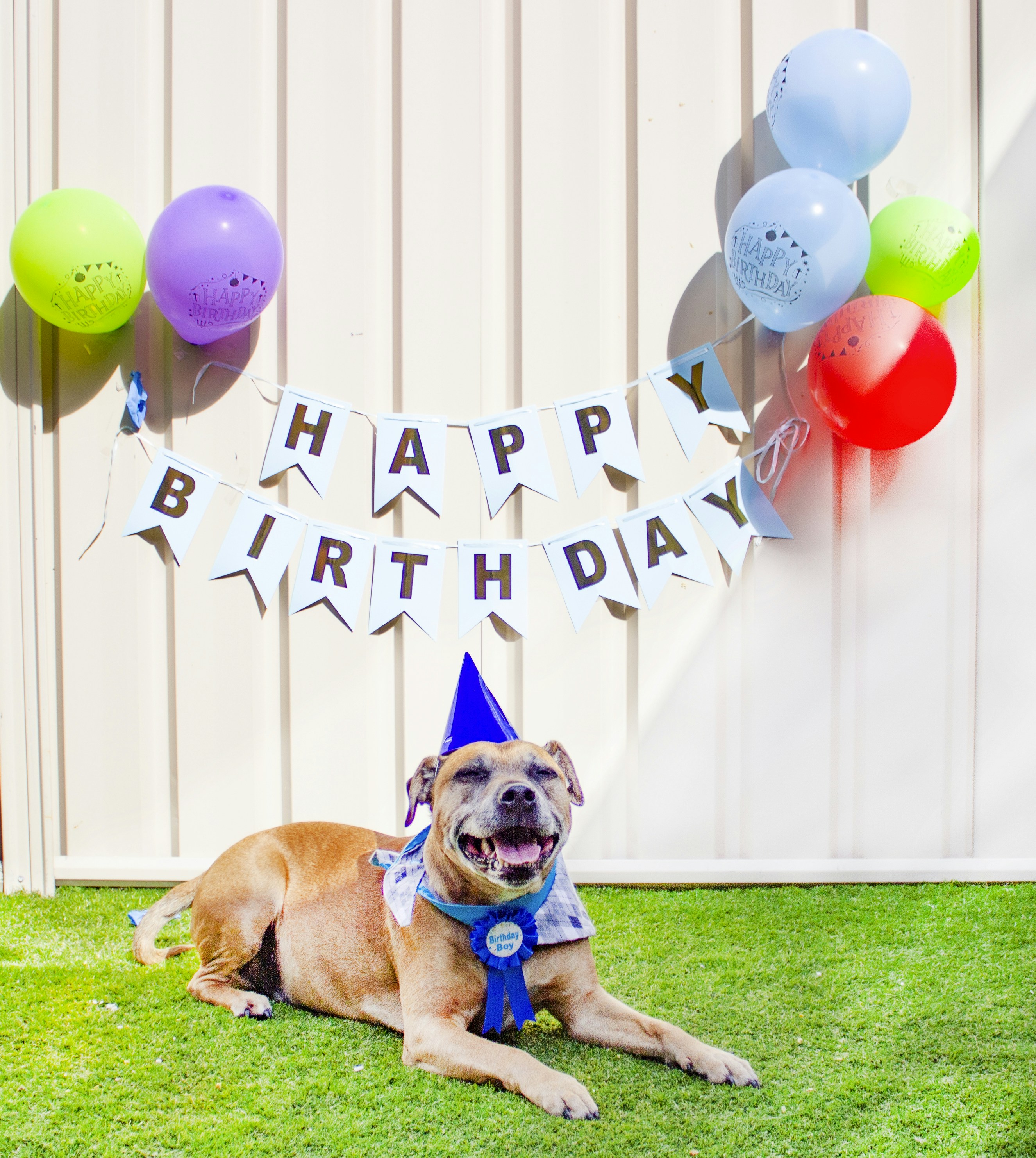 Photo by pawtography_perth