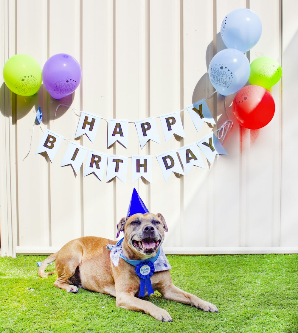 a brown dog wearing a birthday hat sitting in the grass
