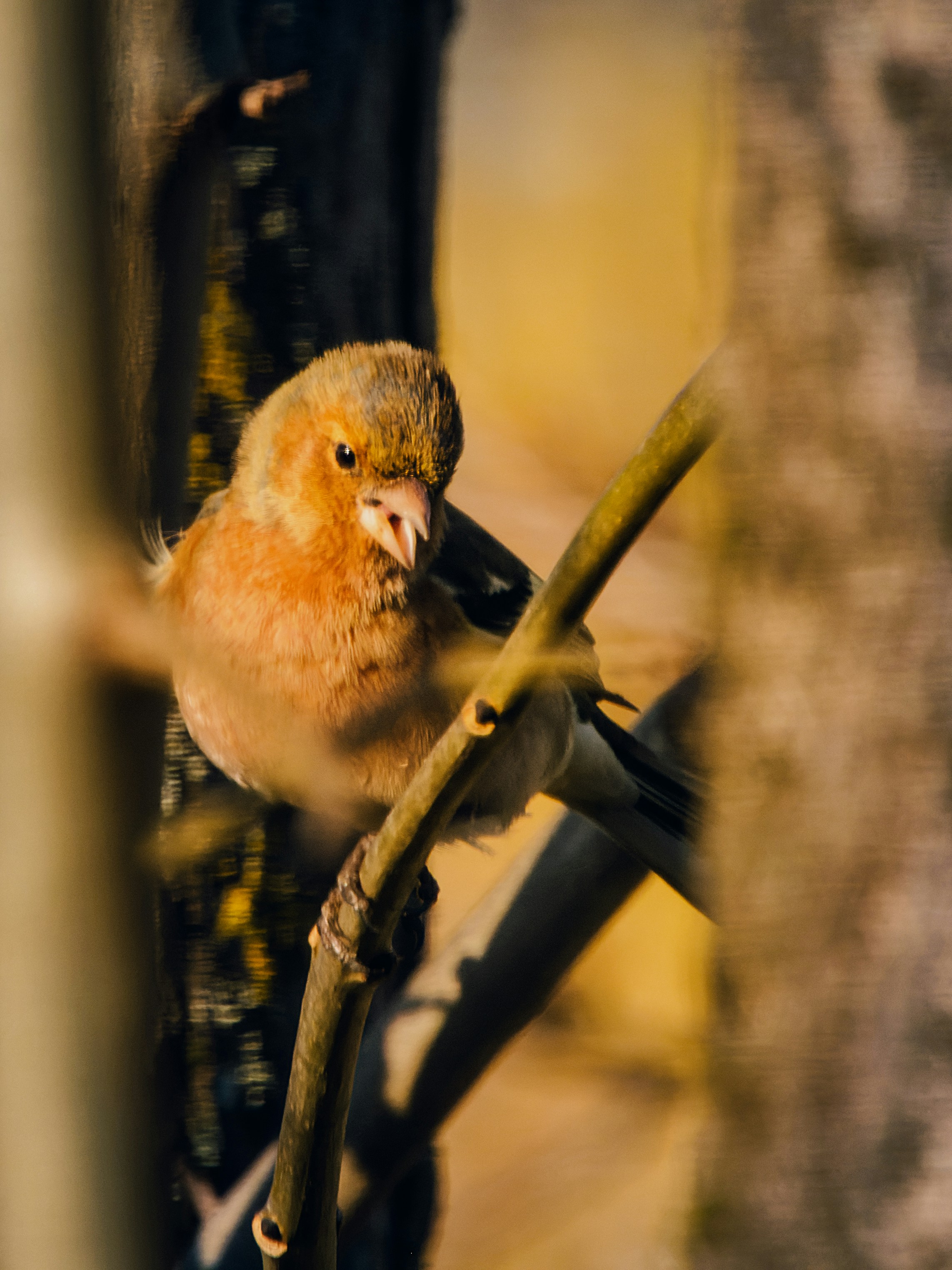 Ein kleiner Vogel sitzt auf einem Ast