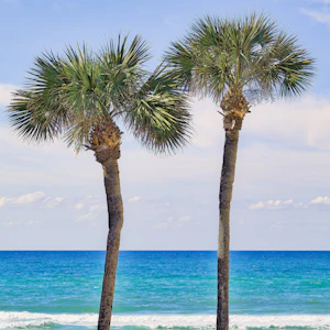 Palms in the yard