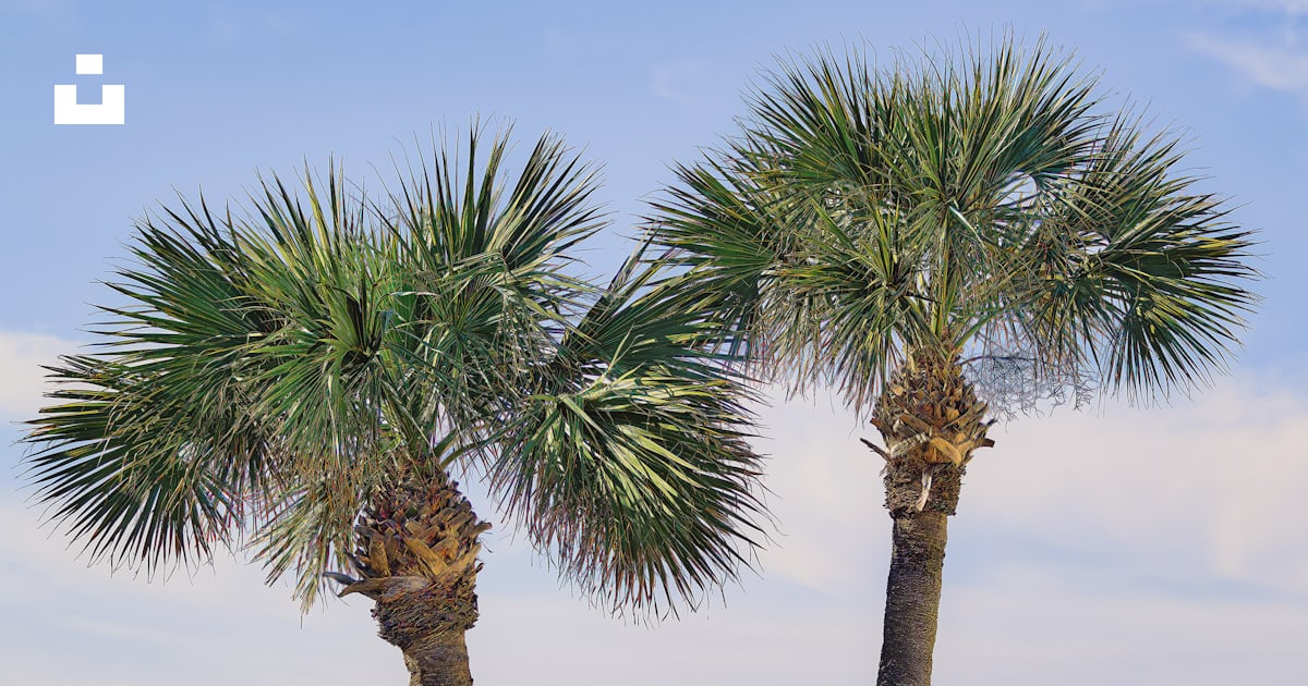 A couple of palm trees sitting on top of a beach photo – Free Panama