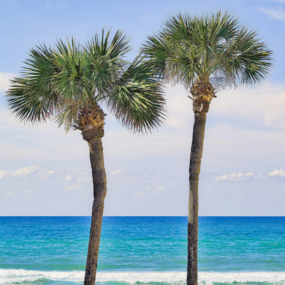 a couple of palm trees sitting on top of a beach