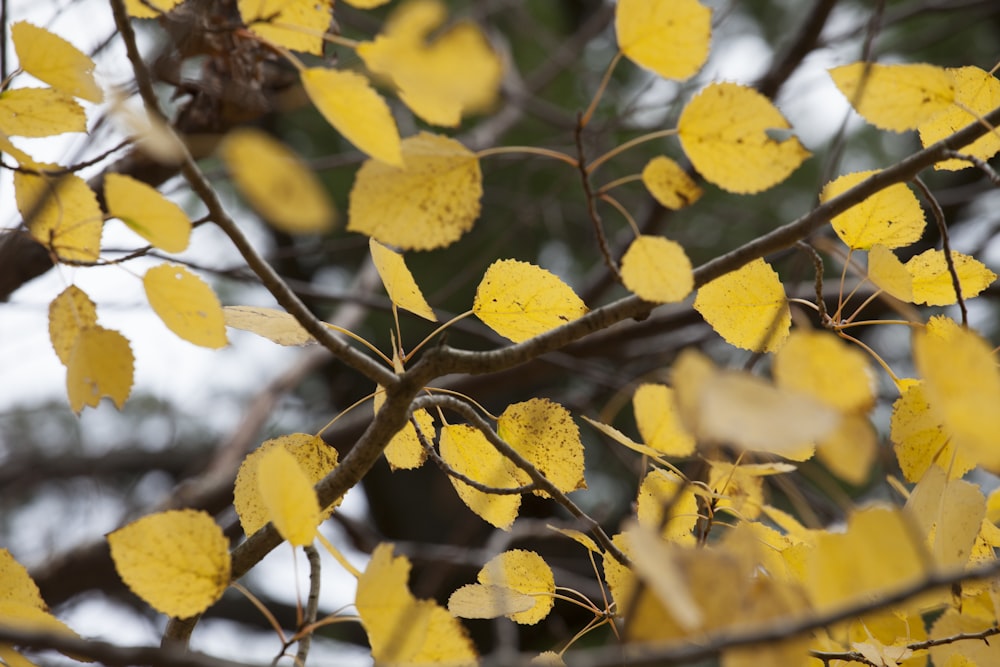 a tree with yellow leaves in the fall