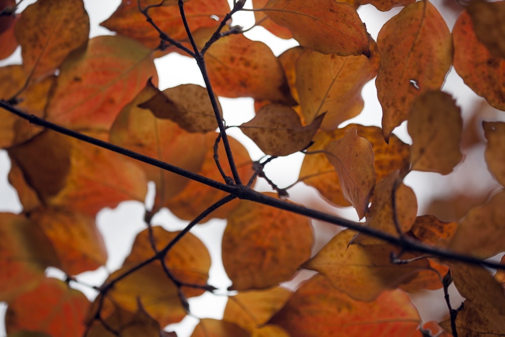 a close up of leaves on a tree branch