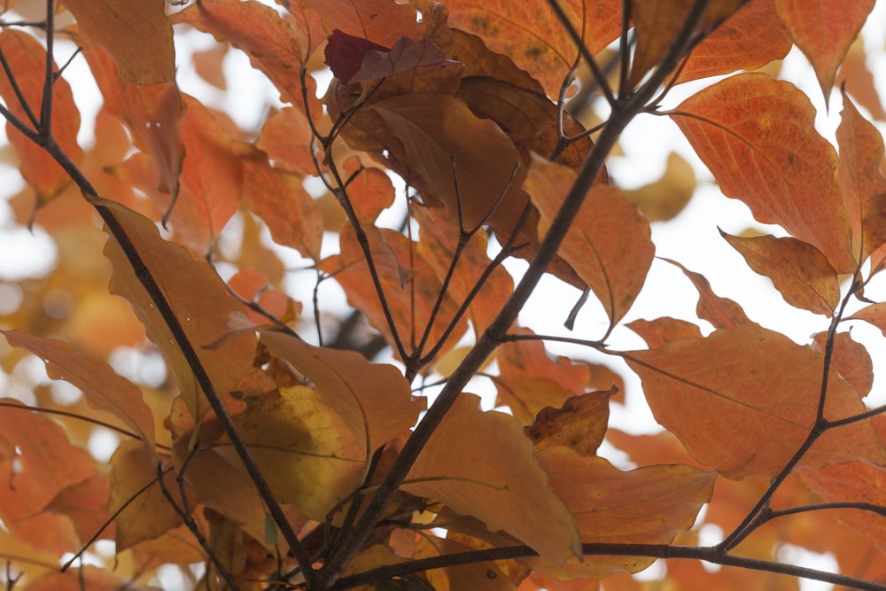 Gros plan d’un arbre aux feuilles orangers