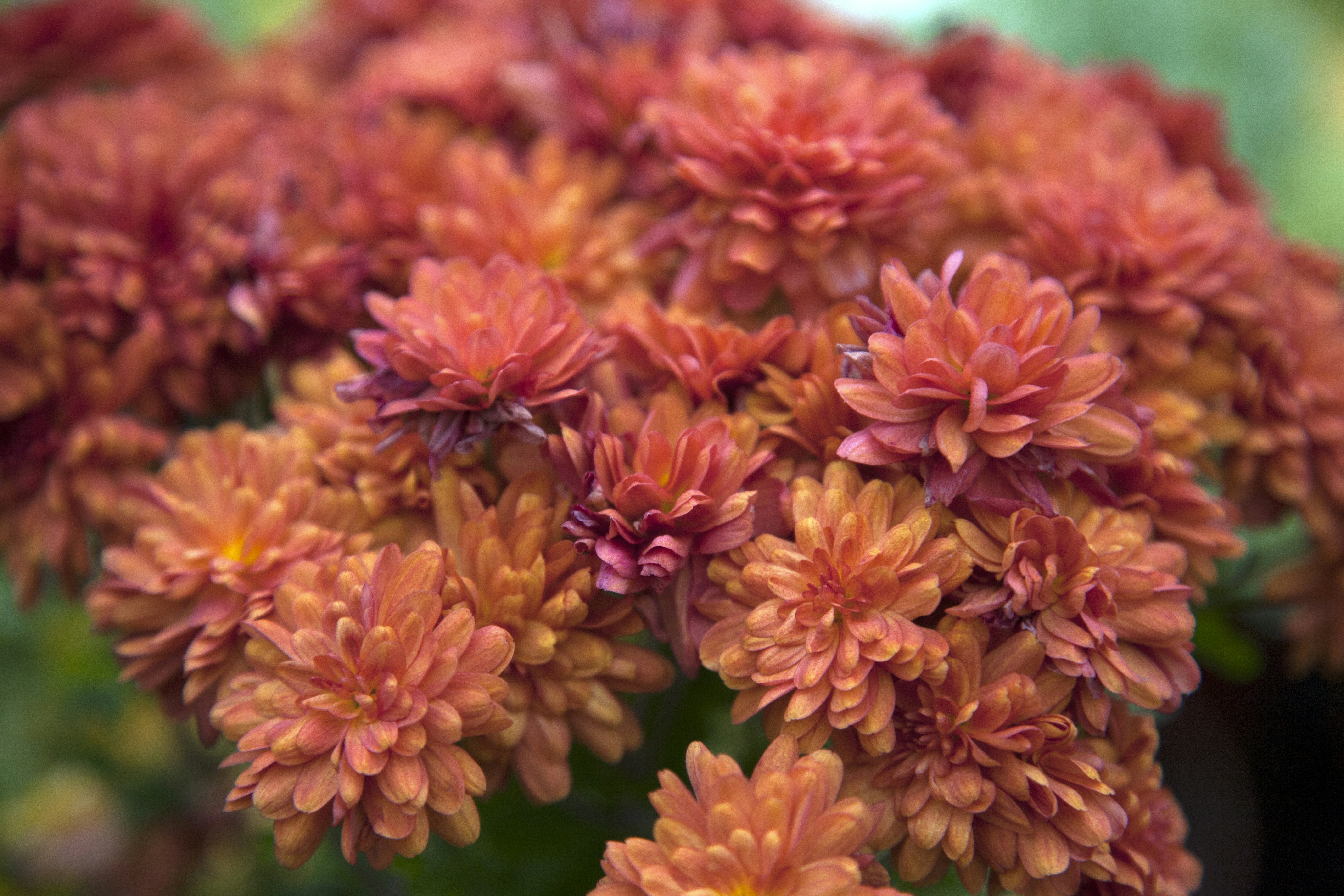 a close up of a bunch of flowers