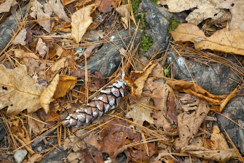 a pine cone laying on the ground surrounded by leaves
