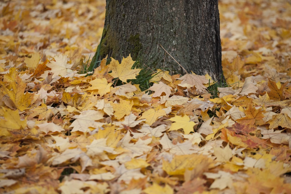 a tree surrounded by yellow and brown leaves