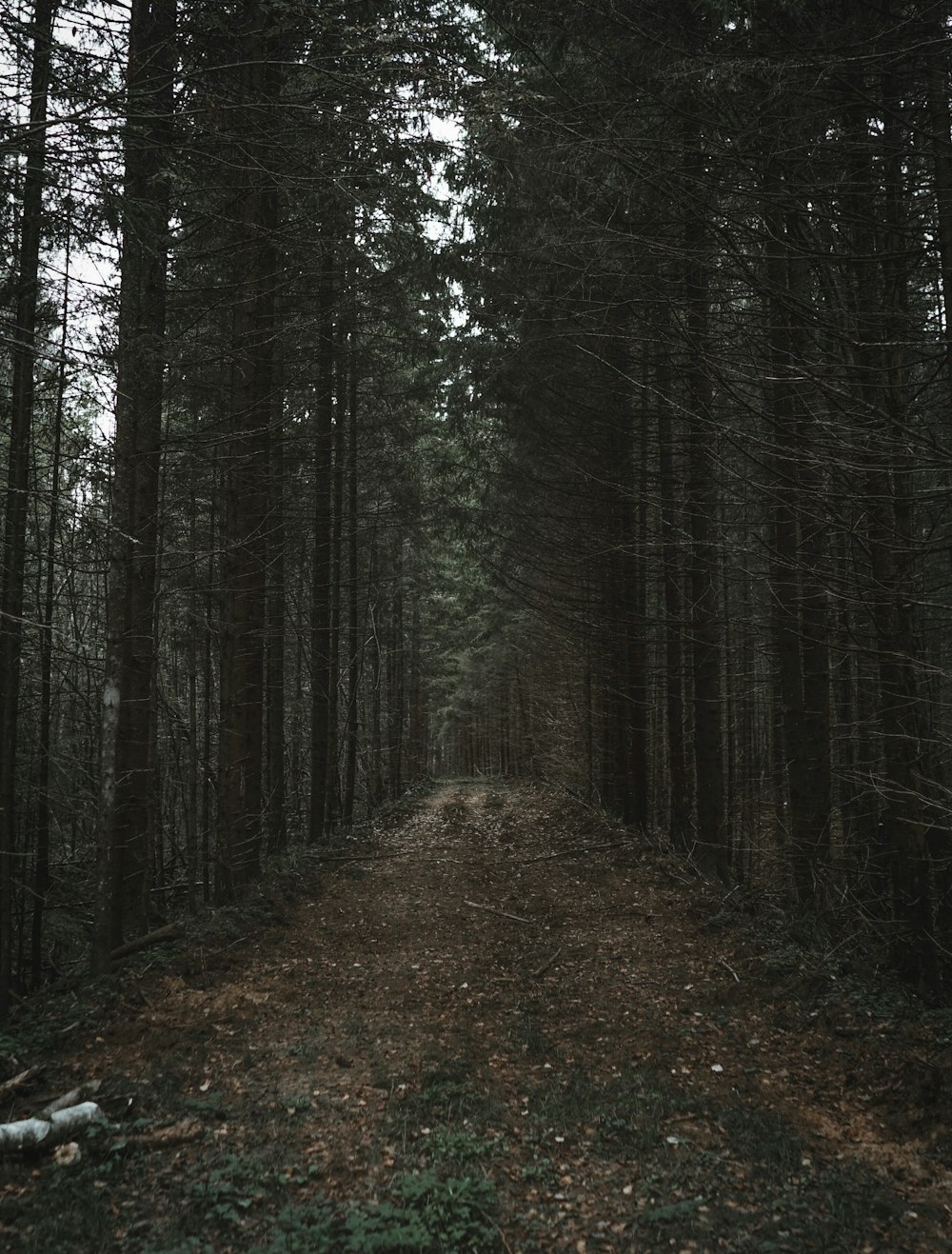 a dirt road in the middle of a forest