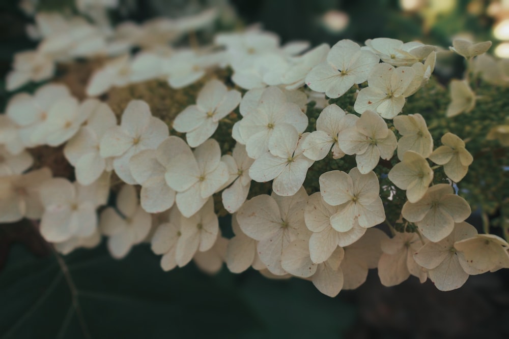 a close up of a bunch of white flowers