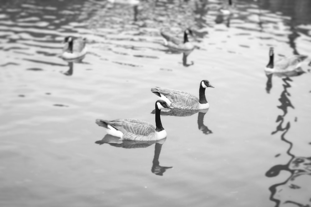 a flock of ducks floating on top of a lake