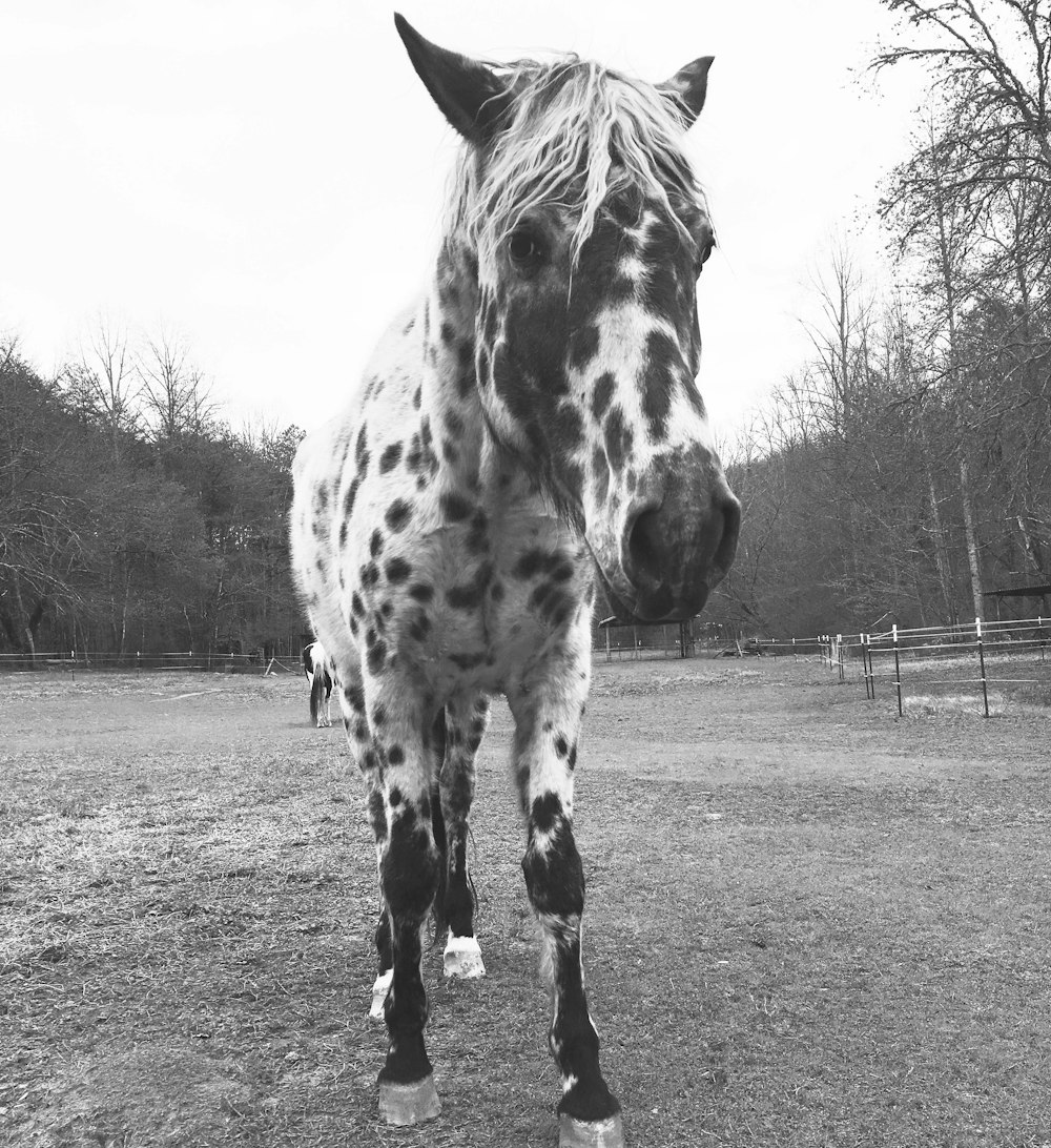 a black and white photo of a horse in a field