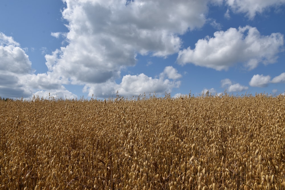 a field of wheat under a cloudy blue sky