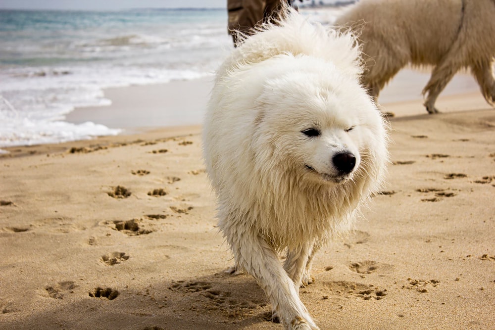 a white dog walking on a beach next to the ocean