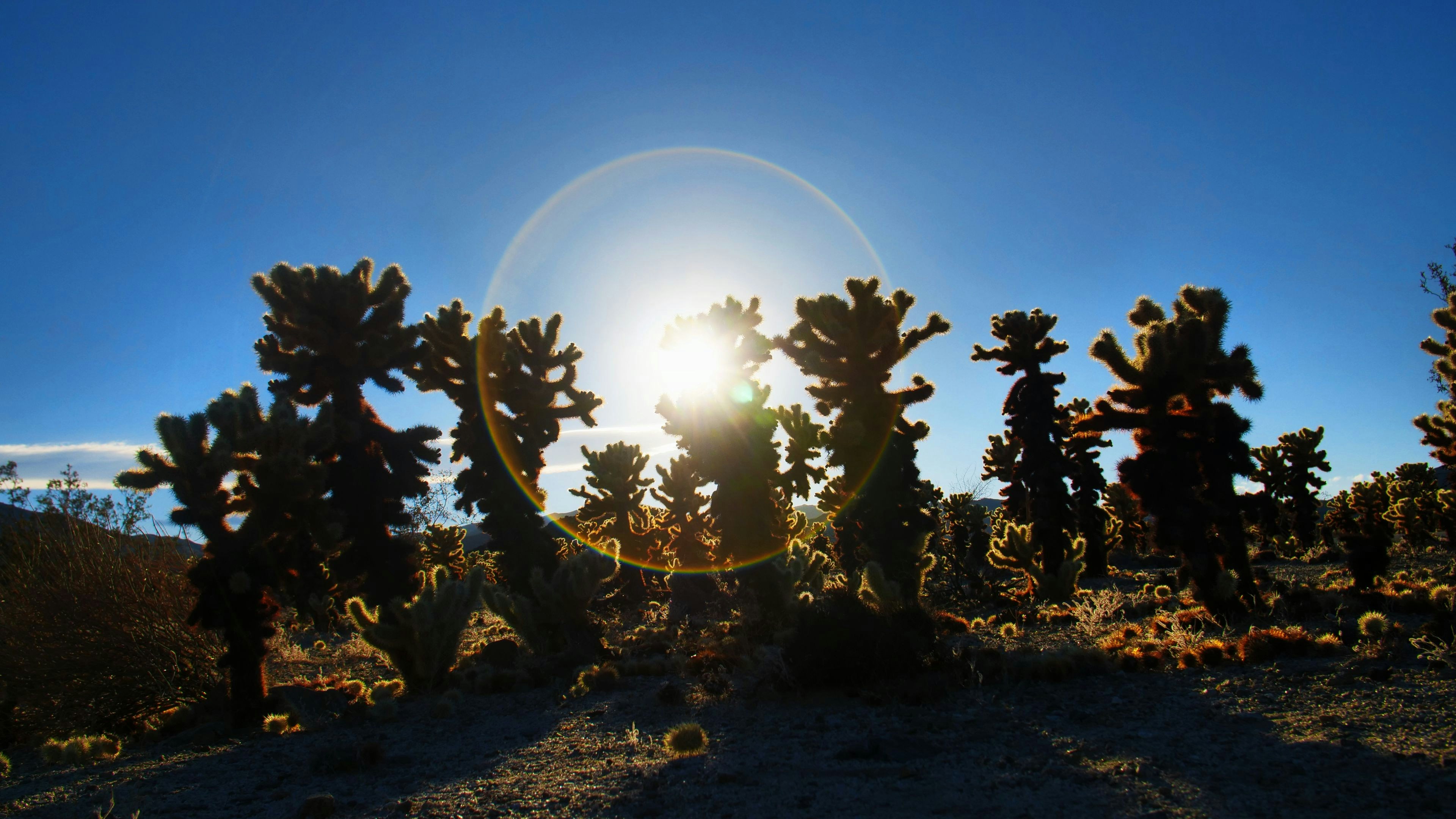 the sun is shining behind a group of cacti