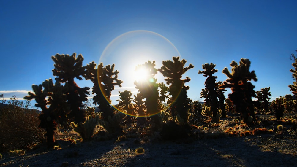 the sun is shining behind a group of cacti