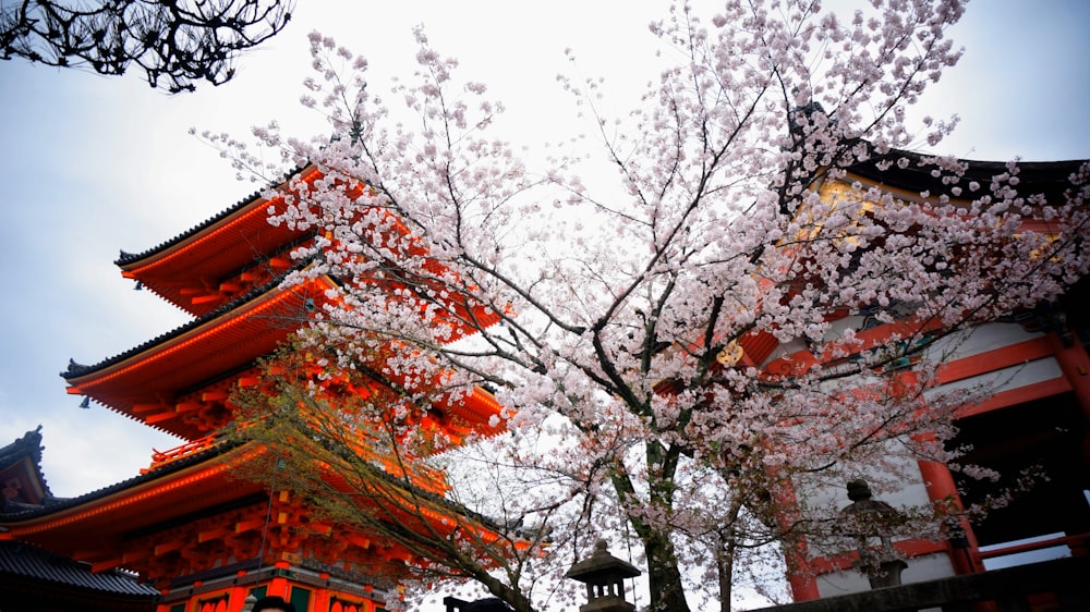 a tree with white flowers in front of a building