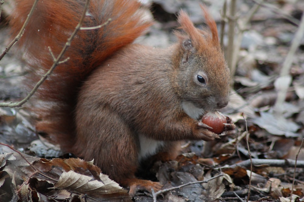 a red squirrel eating an acorn on the ground