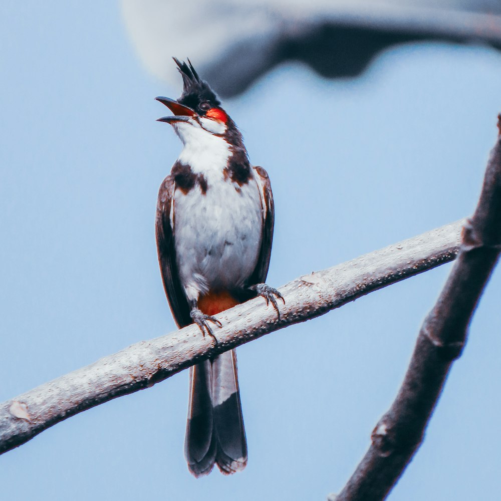 a bird sitting on a branch with its mouth open