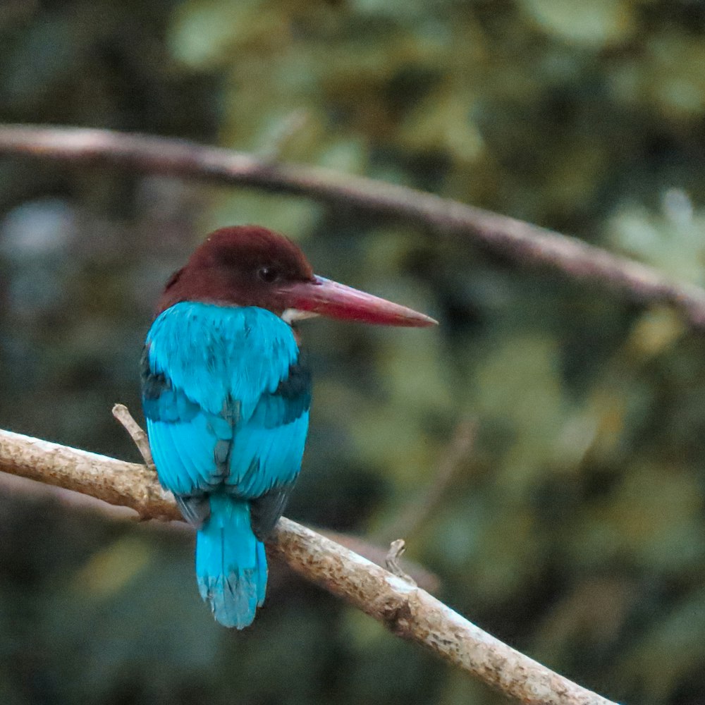 a small blue and red bird sitting on a branch