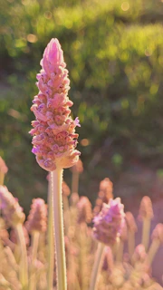 A serene close-up of blooming lavender in a sunlit garden corner.