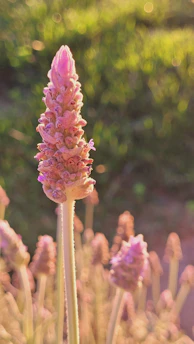 A serene close-up of blooming lavender in a sunlit garden corner.