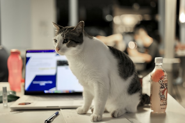A cat with gray and white fur sits atop a desk next to a laptop, surrounded by various items including a pink bottle and a pen. The background is slightly blurred, showing a few people engaged in activities.