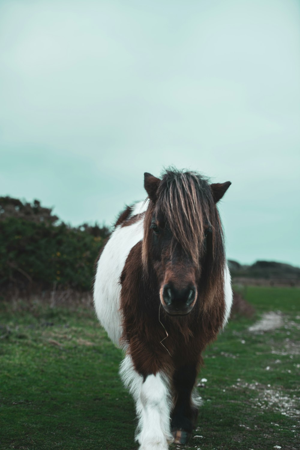 a brown and white horse standing on top of a lush green field