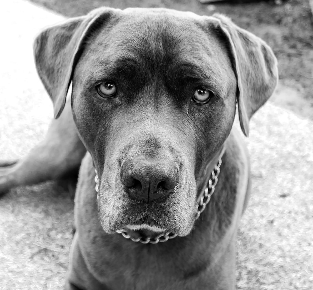 a black and white photo of a dog