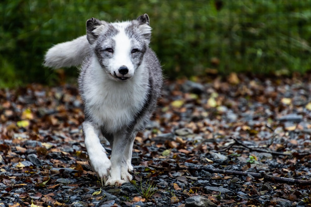 a gray and white dog running across a gravel road