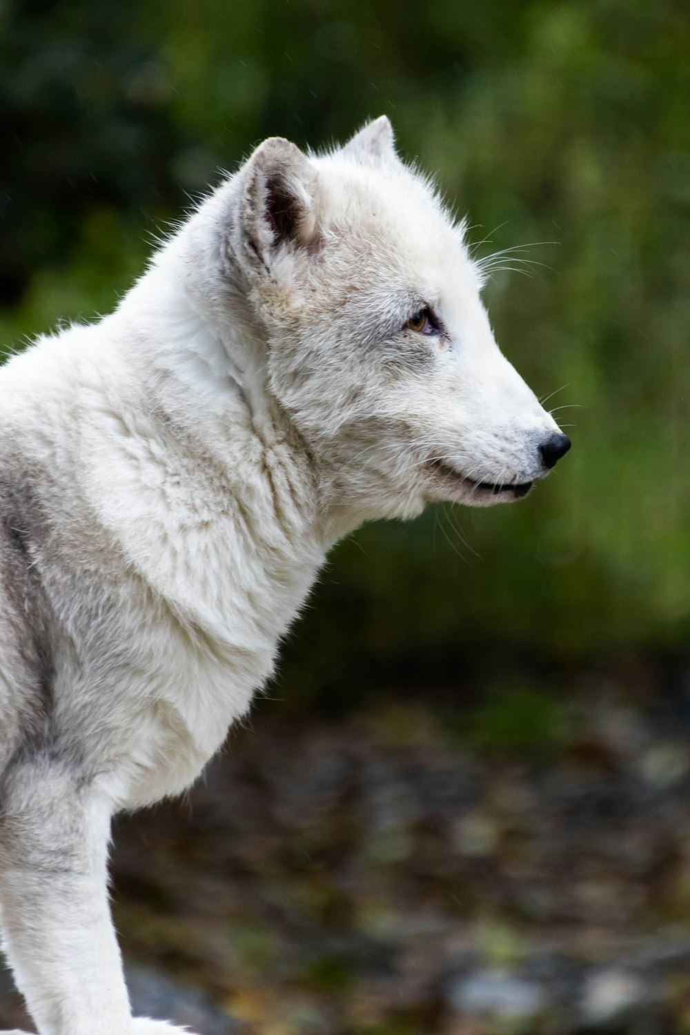 Un lupo bianco in piedi sulla cima di una roccia